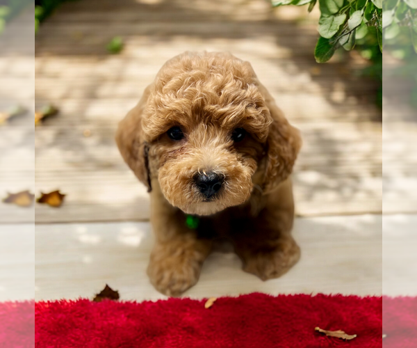 Medium Photo #10 ShihPoo Puppy For Sale in DUNDEE, OH, USA