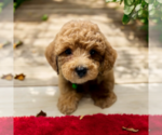 Small #9 ShihPoo