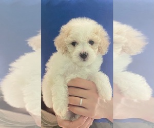 Bichon Frise Puppy for sale in VANCOUVER, WA, USA