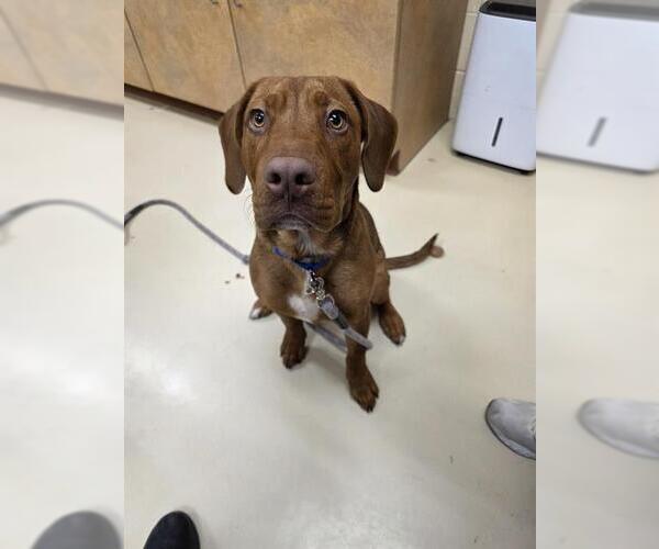 Medium Photo #1 Redbone Coonhound Puppy For Sale in Center Township, PA, USA