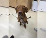 ELMO - Male Redbone Coonhound Dog for Adoption - Small photo