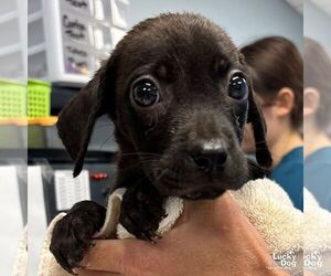 Medium Labrador Retriever-Retriever  Mix