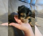 Small #5 Yorkshire Terrier