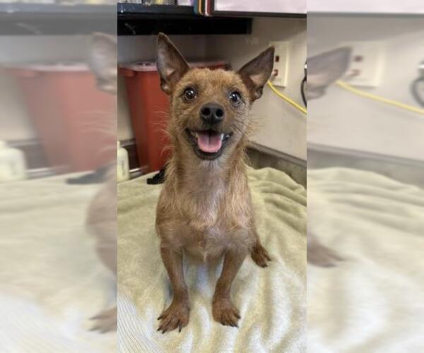 Medium Photo #1 Chihuahua Puppy For Sale in Sacramento, CA, USA