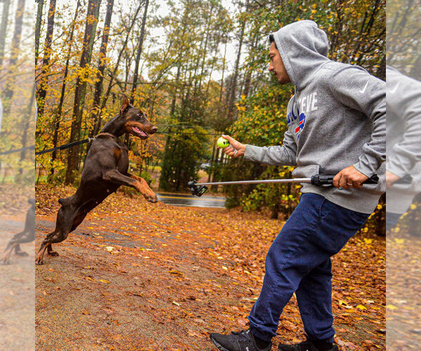 Medium Photo #14 Doberman Pinscher Puppy For Sale in FORT LAUDERDALE, FL, USA