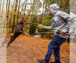 Small #13 Doberman Pinscher
