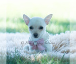 Puppy Coconut Chihuahua