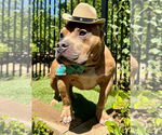 Small #4 American Staffordshire Terrier-Bulldog Mix