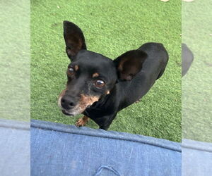 Chipin Dogs for adoption in San Diego , CA, USA