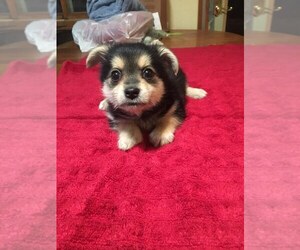 Yorkshire Terrier Puppy for sale in SAINT CLOUD, MN, USA