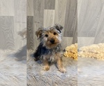 Small Photo #1 Yorkshire Terrier Puppy For Sale in CANOGA, NY, USA