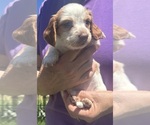 Small #6 Dachshund