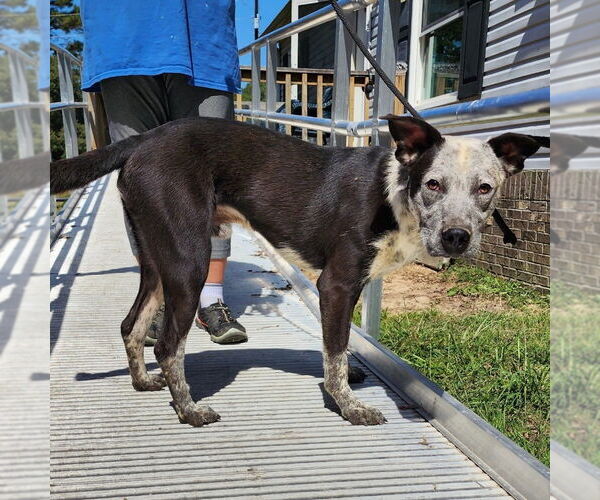 Medium Photo #8 Mutt Puppy For Sale in Canton, CT, USA
