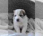 Small Photo #2 Great Pyrenees Puppy For Sale in FALCON, CO, USA
