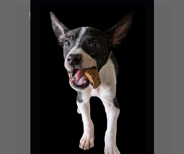Medium Photo #2 American Staffordshire Terrier-Chihuahua Mix Puppy For Sale in Fresno, CA, USA