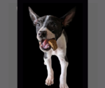 Small #1 American Staffordshire Terrier-Chihuahua Mix