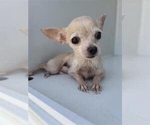 Chihuahua Dog for Adoption in Houston, Texas USA