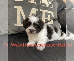 Havanese Puppy for sale in MBORO, TN, USA