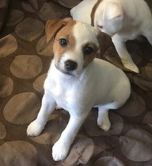 Jack Russell Terrier Puppy for sale in LAS VEGAS, NV, USA