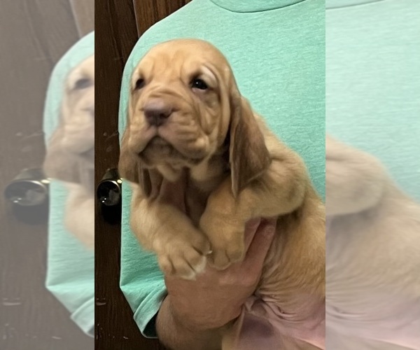 Medium Photo #7 Bloodhound Puppy For Sale in FORT MORGAN, CO, USA