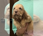 Red LM 8 - Male Bloodhound Puppy for Sale - Photo #7