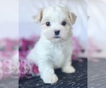 Small Photo #1 Maltese Puppy For Sale in ROCK STREAM, NY, USA