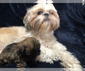 Mother of the Shih Tzu puppies born on 10/17/2023
