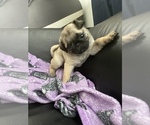 Small Photo #10 Pug Puppy For Sale in LITTLE FALLS, NJ, USA