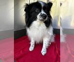 Small Papillon Mix