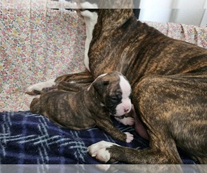 Boxer Litter for sale in COMMERCE CITY, CO, USA
