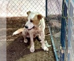 Small #2 Mutt
