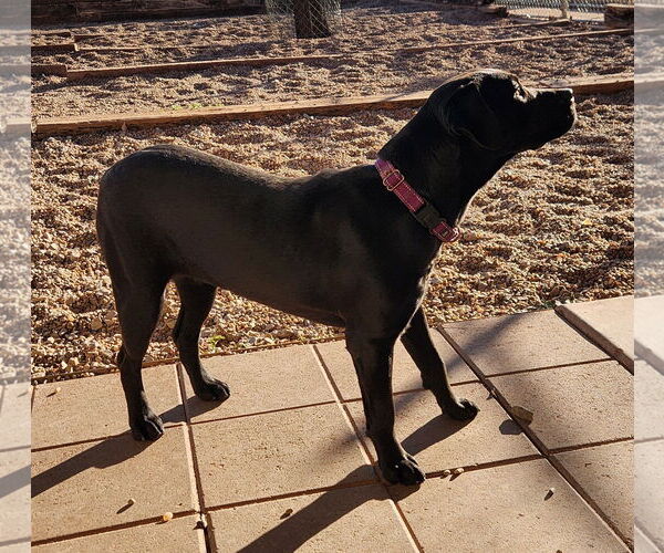 Medium Photo #3 Mutt Puppy For Sale in Clinton, OK, USA