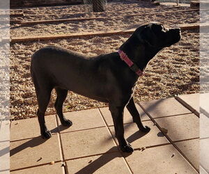 Matilda - Female American Staffordshire Terrier-Unknown Mix Dog for Adoption - Photo #3