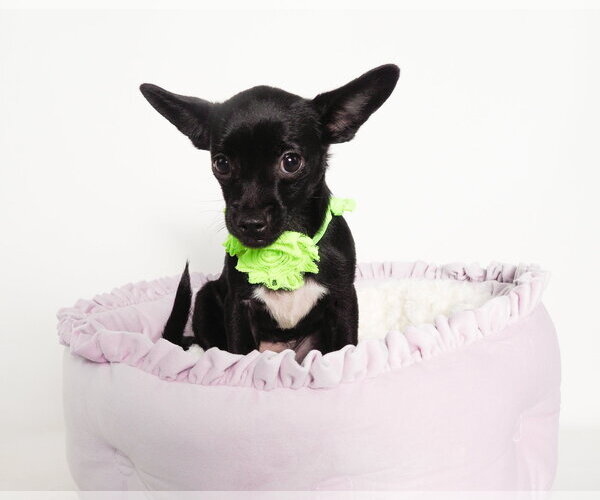 Medium Photo #4 Chihuahua-Unknown Mix Puppy For Sale in Phoenix, AZ, USA