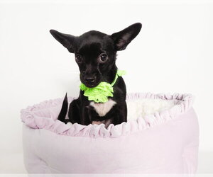 Oakland - Female Chihuahua-Unknown Mix Dog for Adoption - Photo #4