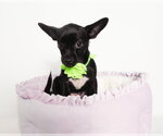 Small Photo #4 Chihuahua-Unknown Mix Puppy For Sale in Phoenix, AZ, USA