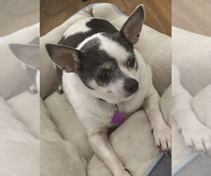 Chihuahua Dogs for adoption in Mundelein, IL, USA