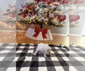 Medium English Cream Golden Retriever