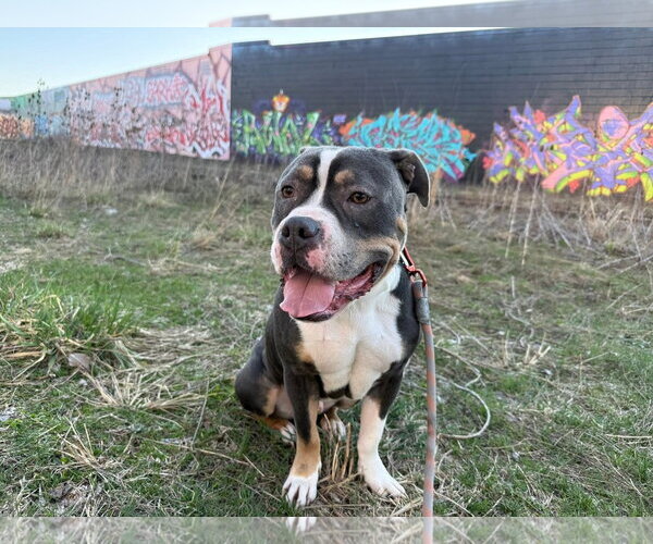 Medium Photo #9 American Pit Bull Terrier-Unknown Mix Puppy For Sale in Germantown, OH, USA