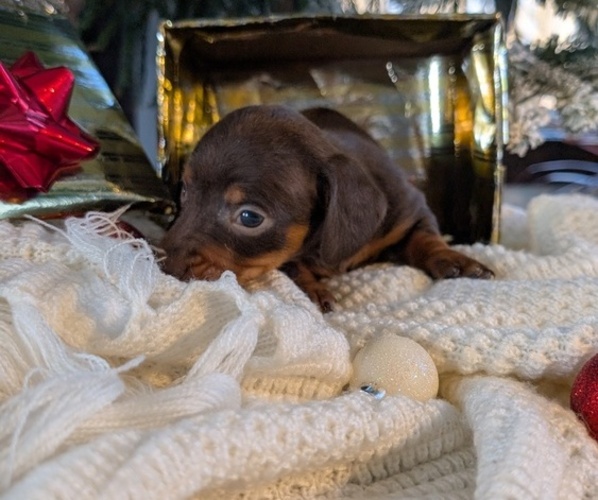 Medium Photo #15 Dachshund Puppy For Sale in GOSHEN, IN, USA