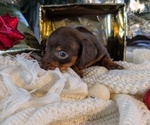 Small #14 Dachshund