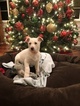 Small Photo #9 German Shepherd Dog Puppy For Sale in COVINGTON, WA, USA