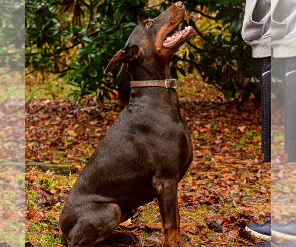 Medium Photo #46 Doberman Pinscher Puppy For Sale in FORT LAUDERDALE, FL, USA