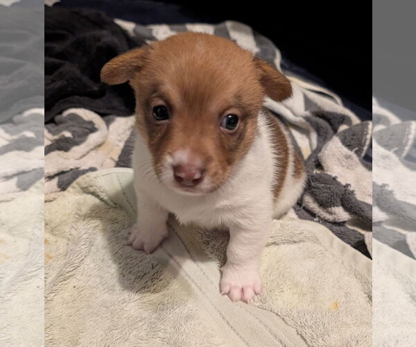 Medium Photo #2 Cairn Terrier-Unknown Mix Puppy For Sale in The Woodlands, TX, USA