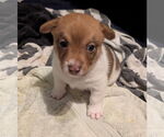 Small #1 Cairn Terrier Mix