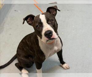 PIKE - Female Mutt Dog for Adoption