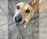 Small #4 Labrador Retriever Mix