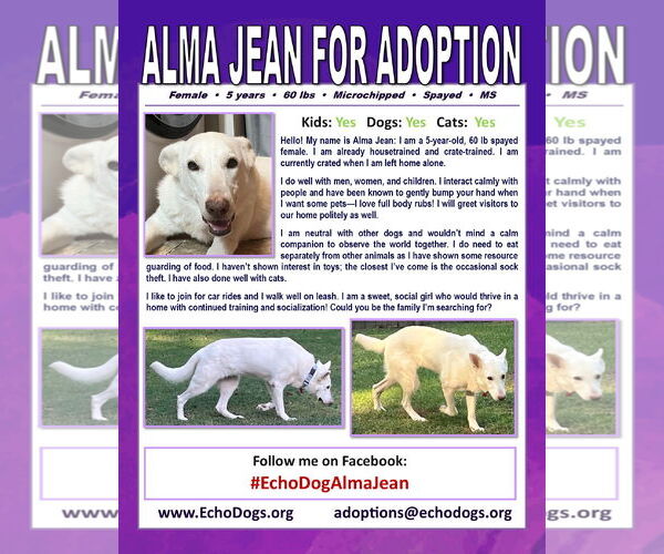 Medium Photo #4 - Mix Puppy For Sale in Hoffman Estates, IL, USA