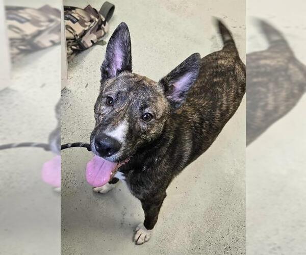 Medium Photo #2 - Mix Puppy For Sale in Stockton, CA, USA