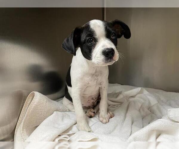 Medium Photo #1 Mutt Puppy For Sale in Pasadena, CA, USA